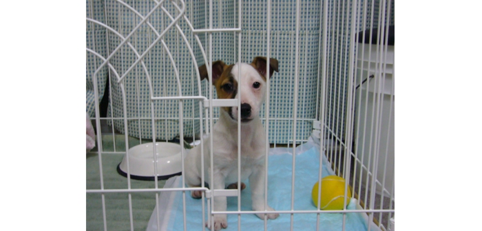 原宿犬yvonne